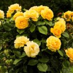 7 Claves Para Revitalizar un Rosal Agonizante
