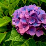 7 consejos esenciales para cuidar hortensias en otoño