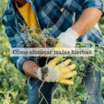 7 Consejos Expertos para Eliminar la Enredadera de Campo