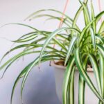 7 Consejos para Cultivar Cintas en Macetas Colgantes