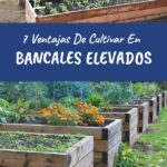 7 Consejos para Espaciado Óptimo de Plantas en Huertos Elevados