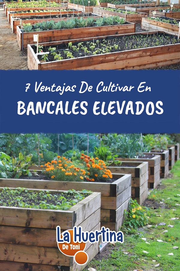7 Consejos para Espaciado Óptimo de Plantas en Huertos Elevados