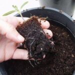 7 Consejos para Evitar que tus Plántulas se Pudran