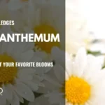 7 Consejos para Lograr las Mejores Flores de Crisantemo
