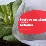 7 Consejos para Mantener Tus Mums Floreciendo Hasta la Primera Helada
