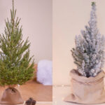 7 consejos para nutrir tu árbol de Navidad en maceta