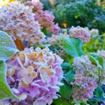 7 Consejos para Preparar tus Hortensias para el Invierno
