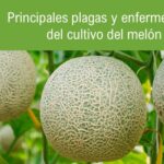 7 Enfermedades Comunes del Melón: Tratamientos Efectivos