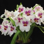 7 Errores Comunes con Orquídeas que Deberías Evitar Este Temporada
