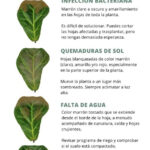 7 Formas de Evitar los Ácaros en Ficus Lyrata