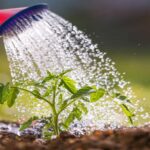 7 Formas Efectivas de Ahorrar Agua en el Jardín Este Verano