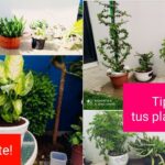 7 Hábitos Inusuales para Mejorar tus Habilidades en Jardinería