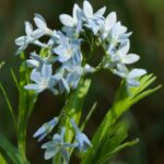 7 Hermosas Variedades de Amsonia para Tu Jardín