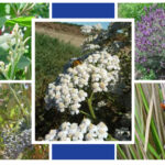 7 Hierbas para Atraer Insectos Beneficiosos a tu Jardín