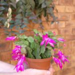 7 Indicadores de que Tu Cactus de Navidad Necesita Poda