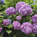 7 Indicadores para Trasplantar tus Hortensias a Tiempo
