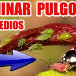7 Maneras Efectivas de Eliminar Pulgones en Rosales