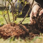7 Motivos para Evitar el Mulch cerca de tus Árboles