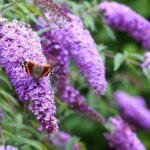 7 Motivos para Evitar Plantar el Arbusto de Mariposas