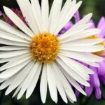 7 Motivos por los que los ásteres reinan en otoño
