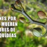 7 Motivos Por Los Que Tu Orquídea Pierde Capullos