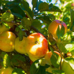 7 Pasos para Proteger Árboles Frutales Jóvenes en Invierno