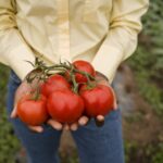 7 Señales De Que Tus Tomates Necesitan Más Agua