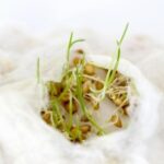 7 Tácticas para Acelerar la Germinación de Semillas