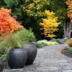 7 Variedades de Arces Ideales para Casas y Jardines en Texas