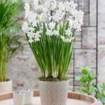 7 Variedades de Paperwhite para Jardines Interiores en Invierno