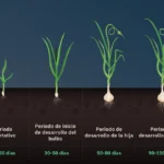 7 Ventajas de Cultivar Tu Propio Ajo Este Año