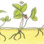 7 Ventajas de Eliminar Estolones de Fresa
