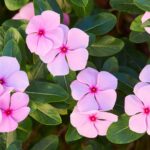 72 Flores Perennes: Nombres y Fotografías Increíbles