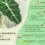 8 Causas del Amarillamiento y Pardeamiento en Plantas Alocasia