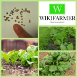 8 Causas del Cambio de Color en tus Plantas de Espinaca
