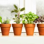 8 Hierbas que Nunca Deberías Cultivar en Interiores