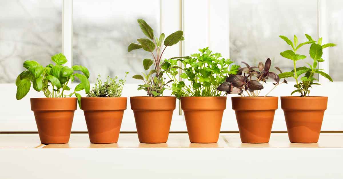 8 Hierbas que Nunca Deberías Cultivar en Interiores