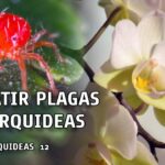 8 Plagas Comunes de Orquídeas y Cómo Combatirlas
