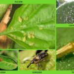8 Plagas Comunes en Plantas de Interior y Cómo Eliminarlas