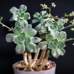 8 Problemas Comunes de la Planta Fantasma y Soluciones Efectivas