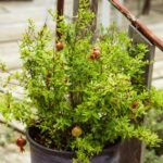 9 Árboles Frutales Fáciles de Cuidar para tu Jardín