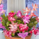 9 Asombrosas Variedades de Cactus Navideño para Este Año