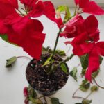 9 Causas de la Caída de Hojas en Tu Poinsettia