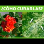 9 Causas del Amarillamiento de las Hojas de tus Rosales