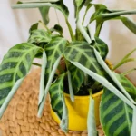 9 Causas del Enrollamiento de las Hojas de tu Calathea