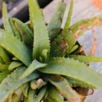 9 Causas por las que tu Aloe Vera se Debilita y Cae