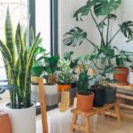 9 Claves para Evitar que tus Plantas de Interior Mueran