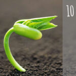 9 Claves para Mejorar la Germinación de Semillas Esta Temporada