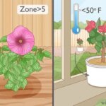 9 Consejos Clave para Cuidar Hibiscos en Invierno