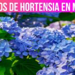 9 Consejos Esenciales para Cuidar las Hortensias en Invierno
